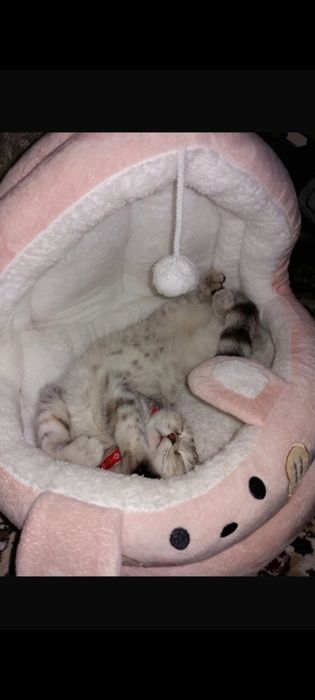 Skodish full qiz bola mushuk