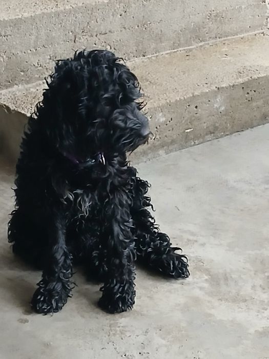 Продавам кучета Кавапу 2 женски и 1 мъжко на цена 150 евро