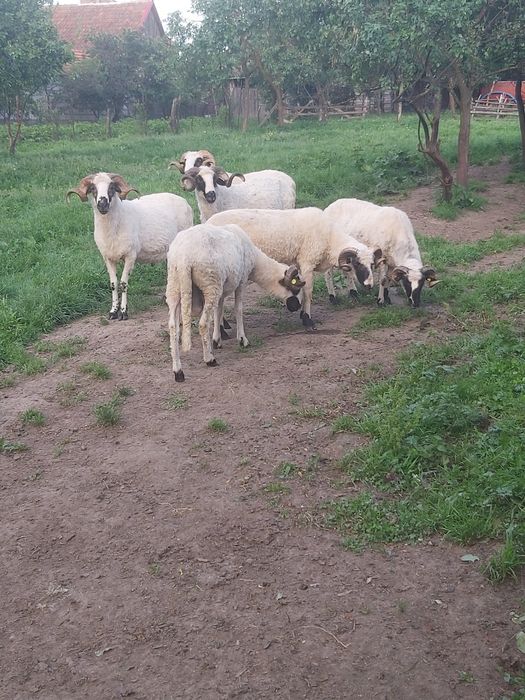 Berbeci brezi de Hateg