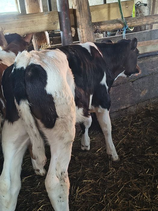 Vând vițel bălțat pe negru