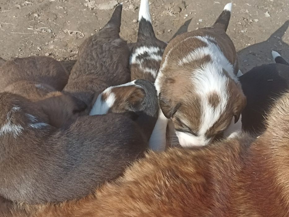 Onasi chupon otasi alabay bir dona modasi qolgan tekin bervoraman