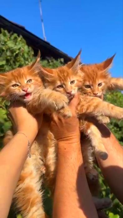 Котята породы Мейн Кун