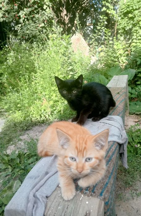 Котенок продам за 5000