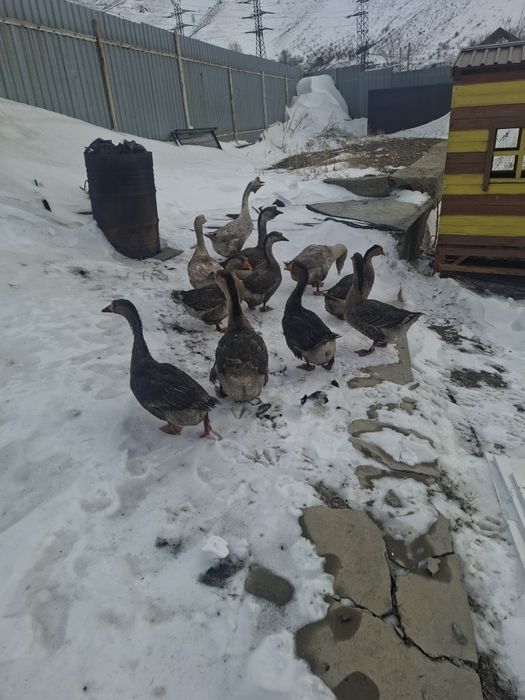 Продам гусей 15 000