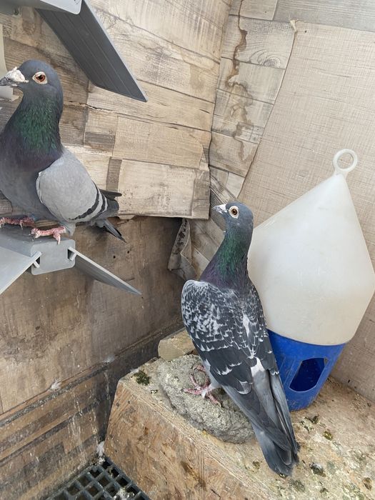 Vand porumnei voiajori