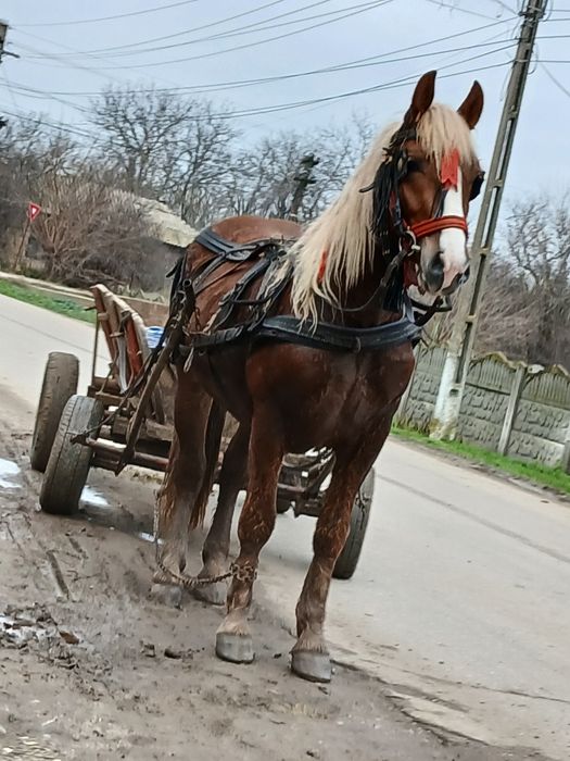 Armasar 3 ani orice proba