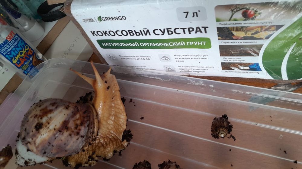 Улитки ахатины продаю