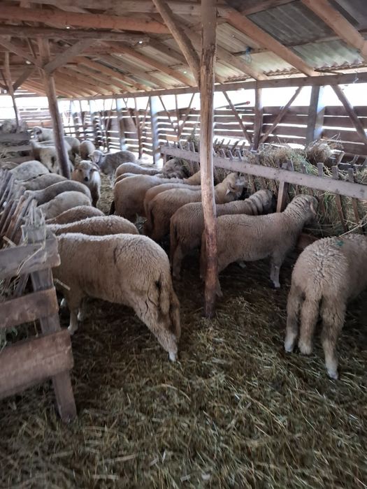 Vand miei merinos