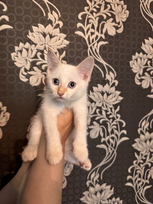 Котенок в хорошие руки