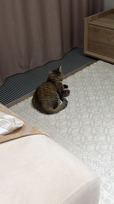Котенок девочка отдам бесплатно