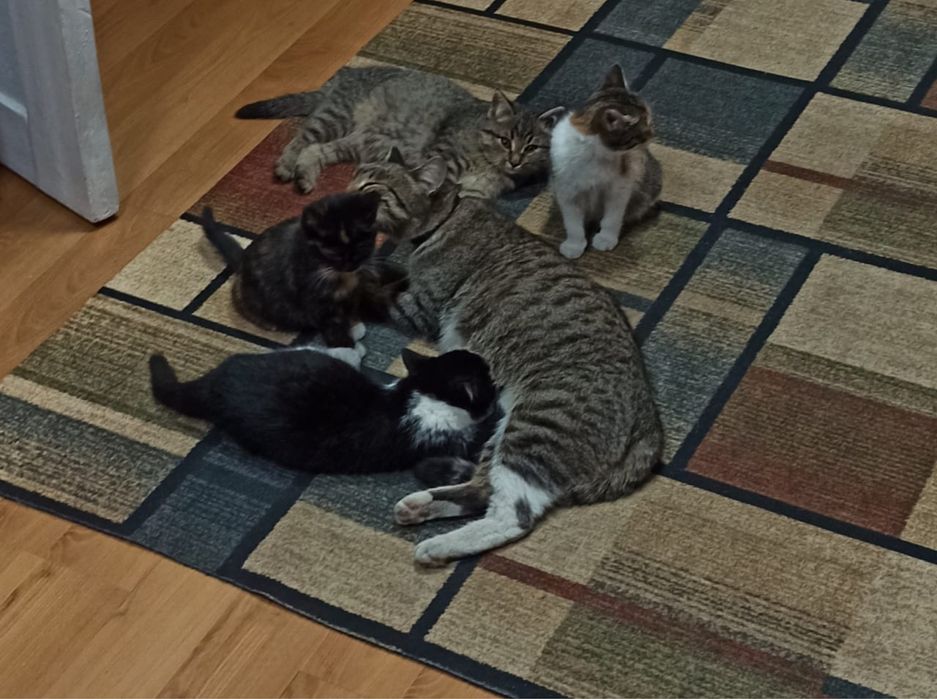 Отдам котенка в хорошие руки