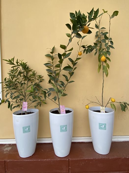 Sitrus ko'chatlar sotiladi