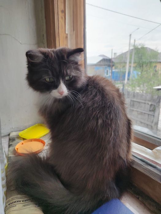 Отдам кошку в хорошие руки