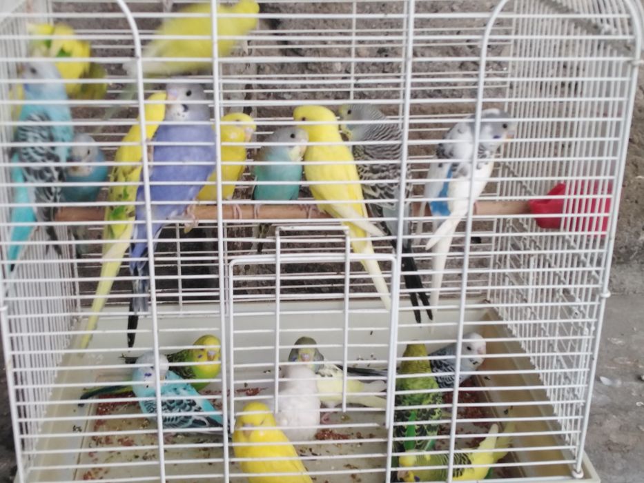 Прода м волнистые попугай