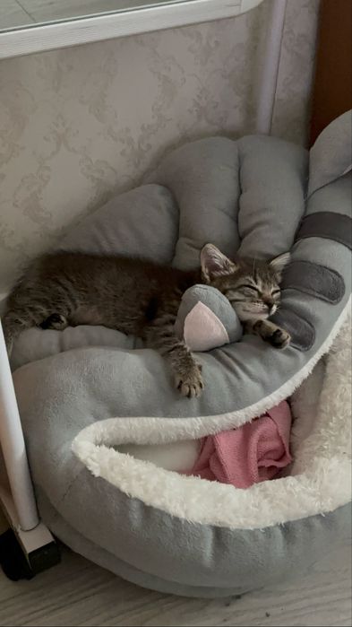 Котенок пиратка