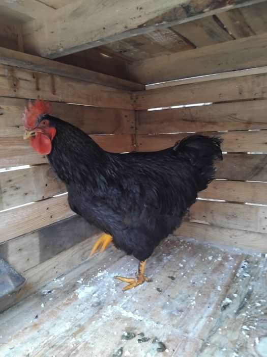 Vând cocosi de rasa!