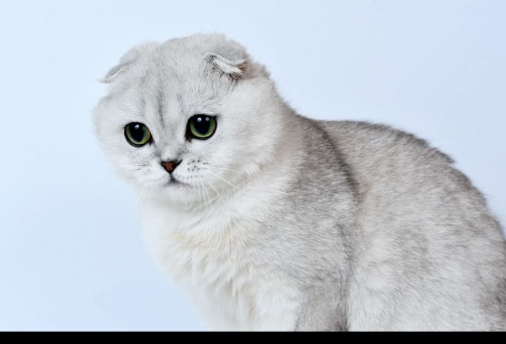 Скоттиш фолд девочки