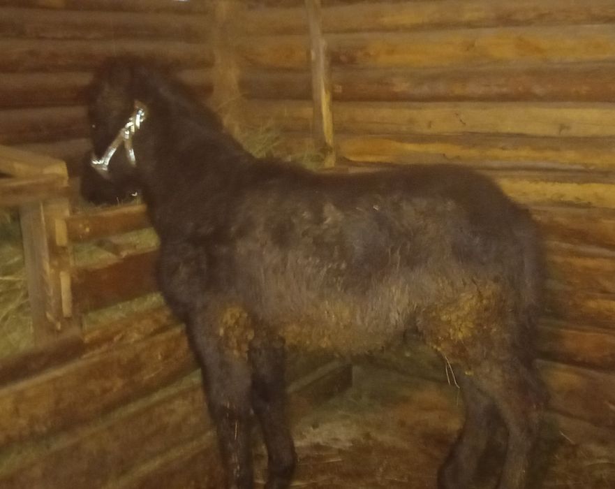 Продам жабағы, 250 мың