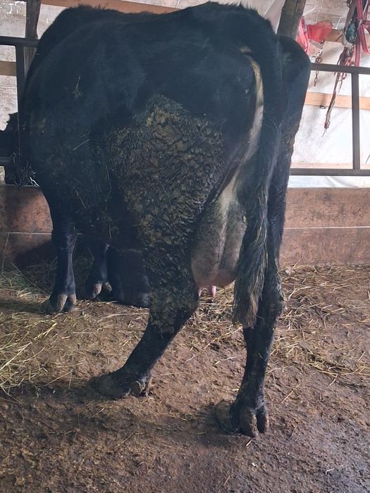 Vând vaca cu vitel de 2 săptămâni