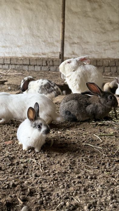 Домашние кролики