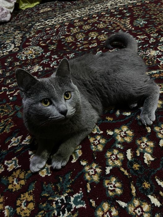 Skotich fold sotiladi