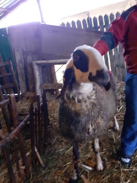 Vand berbec vârstă 1 an jumate