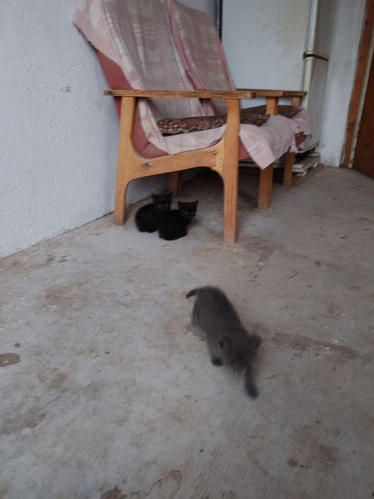 Отдам котят в хорошие руки.