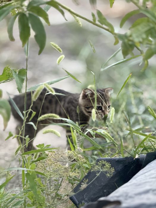 Котенок вислоухий