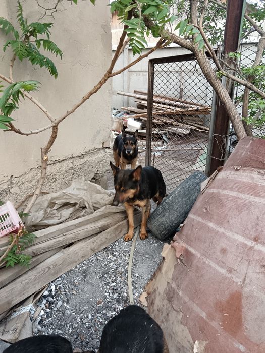 Продам щенков Немецкой породы, 2девочки