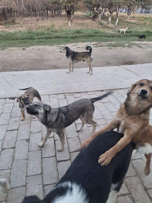 Отдам даром в хорошие руки