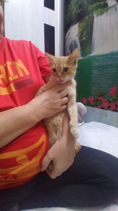 Отдадим котят в хорошие руки.  Котята домашние, в еде не привередливые