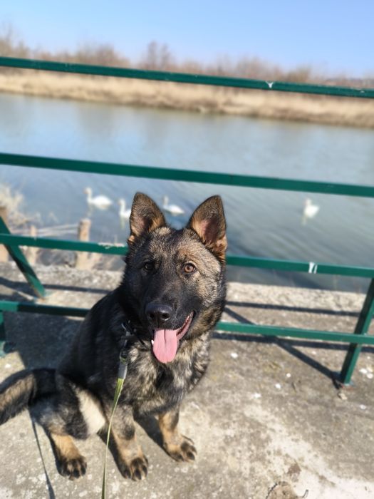 Dresaj canin, reabilitare comportamentală, disciplina, vână