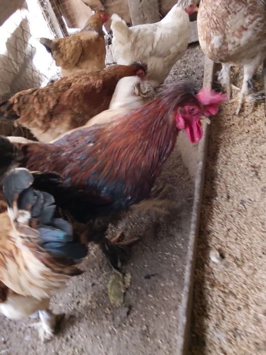 Жас кораздар сатылады