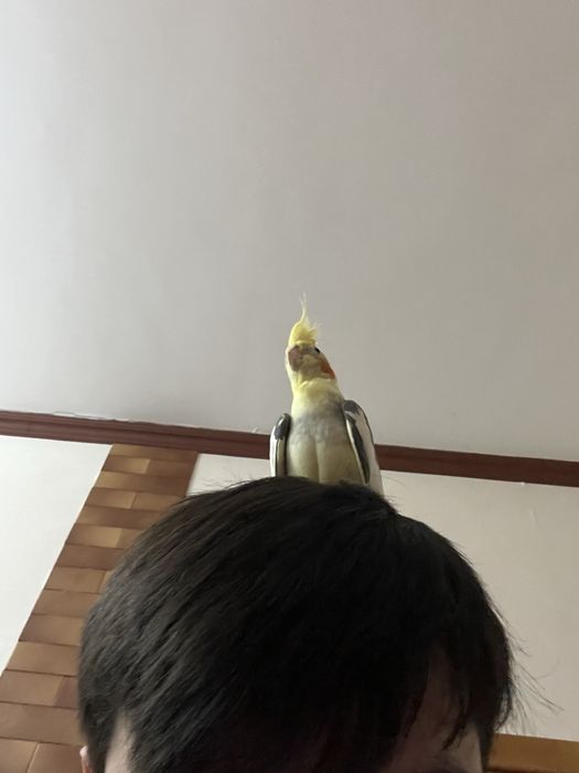 Карелло ручной почти