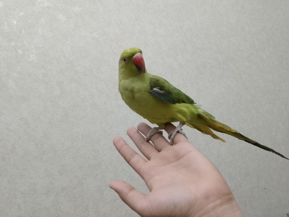 Папугай qulga oʻrgatilgan tishlamaydi odamga erkalanadi 1 yosh