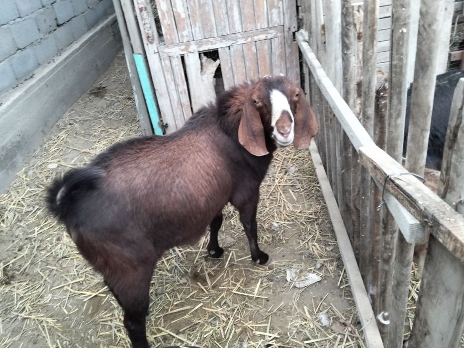 Теке сатылады 1.5жас