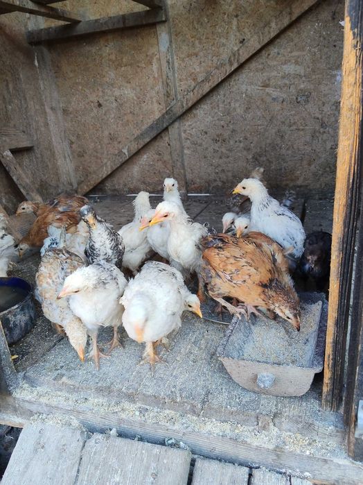 Puii de Casă.Au in jur de 2 luni