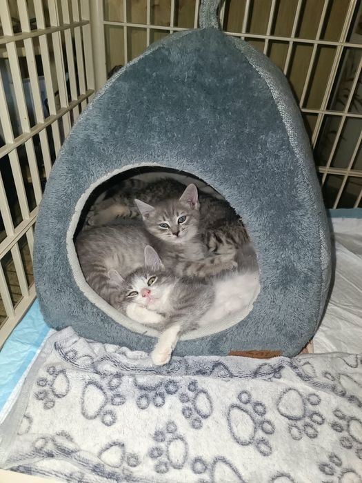 Ласковые котята ищут доброго человека!