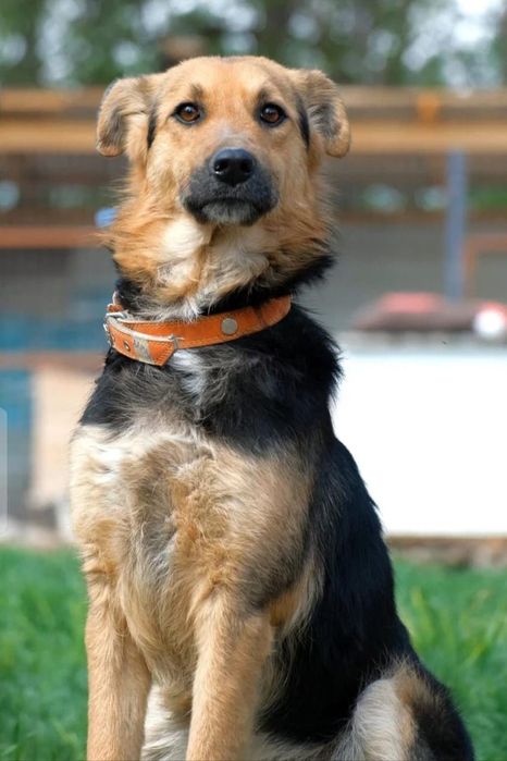 Звоночки, сторожа, компаньоны