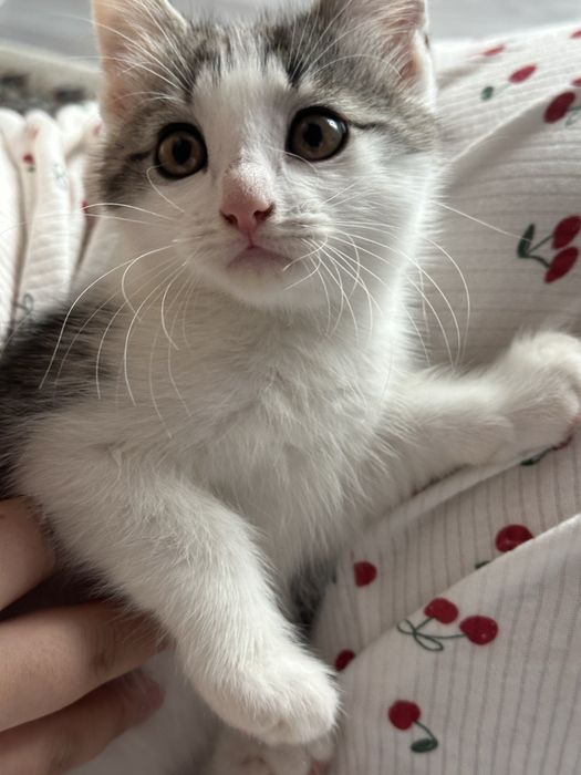 котенок в добрые руки
