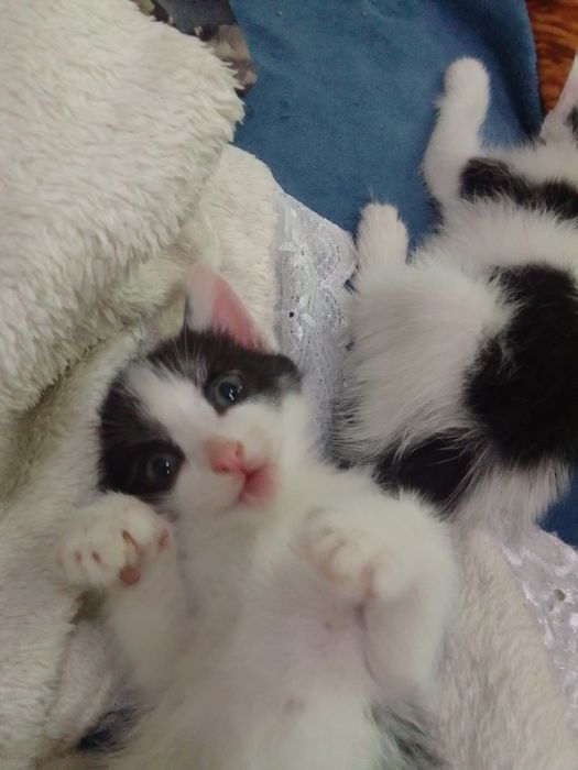 Отдам даром котят
