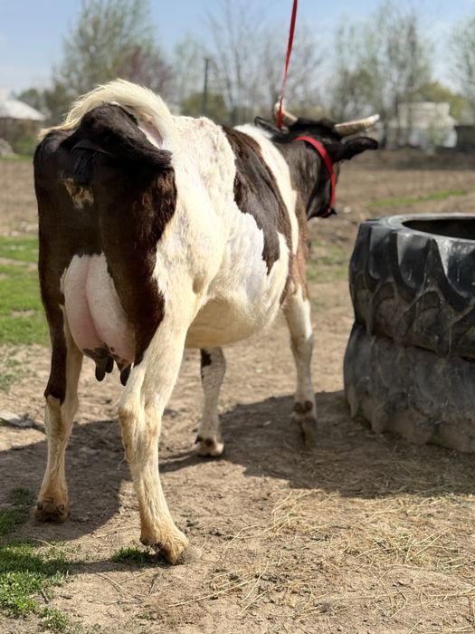 Сүтті бұзаулы сиыр