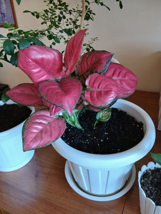 Аглаонема Red star