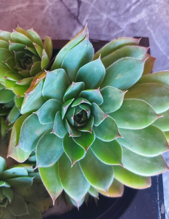 Flori Suculente Sempervivum