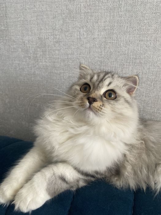 Отдам в добрые руки кошечку