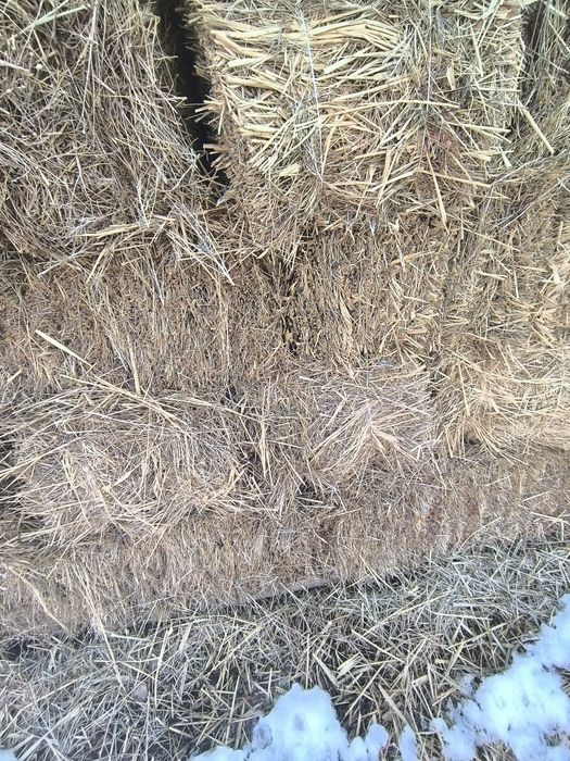 Шөп барлығына жарамды