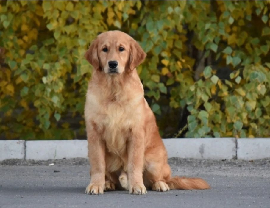 Голдън ретривър чистокръвни мъжки и женски