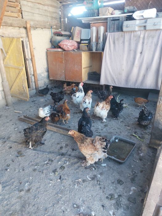 Продам курей, реальному клиенту сделаю скидку