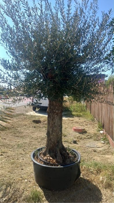 Măslini la Vânzare – Plante Decorative deosebite