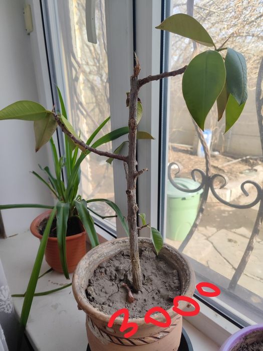 Продам цветы с горшками